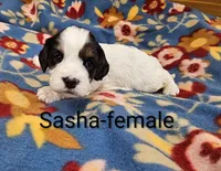 Sasha, a female Cavapoo for sale in Rock Valley, IA – 3 of 4