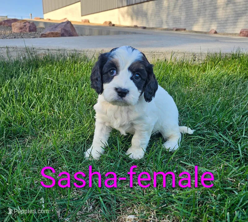 Sasha – Cavapoo puppy for sale in Rock Valley, IA
