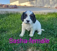 Sasha, a female Cavapoo for sale in Rock Valley, IA – 2 of 4