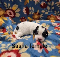 Sasha, a female Cavapoo for sale in Rock Valley, IA – 4 of 4