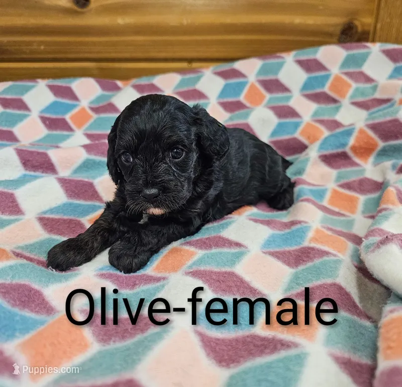 Olive – Cavapoo puppy for sale in Rock Valley, IA