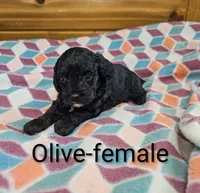Olive, a female Cavapoo for sale in Rock Valley, IA – 1 of 1
