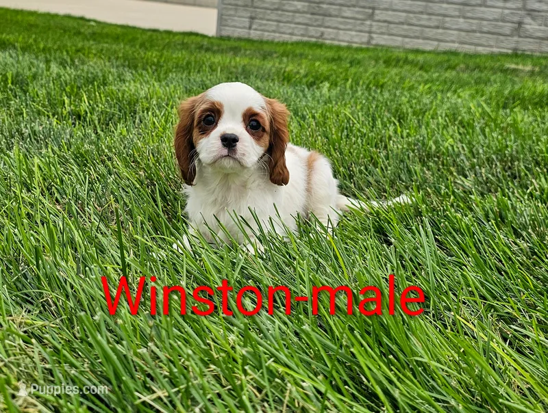 Winston  – Cavalier King Charles Spaniel puppy for sale in Rock Valley, IA