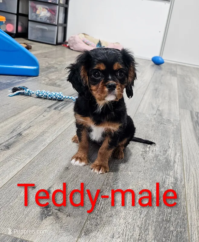 Teddy – Cavalier King Charles Spaniel puppy for sale in Rock Valley, IA