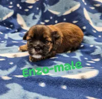 Enzo, a male Shorkie for sale in Rock Valley, IA – 1 of 1