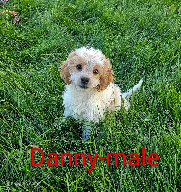 Danny – Cavapoo puppy for sale in Rock Valley, IA