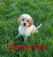 Danny, a male Cavapoo for sale in Rock Valley, IA – 1 of 4