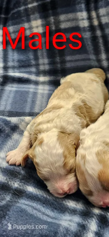 Charlie – Cavachon puppy for sale in Rock Valley, IA