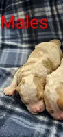 Charlie, a male Cavachon for sale in Rock Valley, IA – 1 of 1