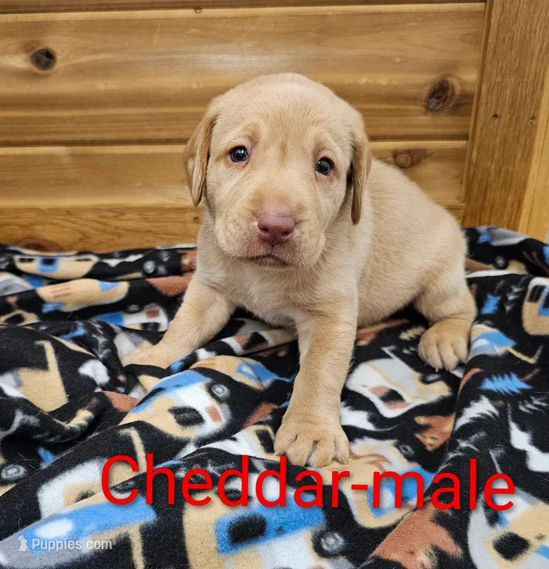 Cheddar – Labrador Retriever puppy for sale in Rock Valley, IA