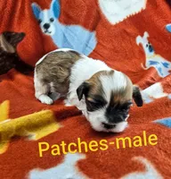 Patches, a male Shichon for sale in Rock Valley, IA – 1 of 1