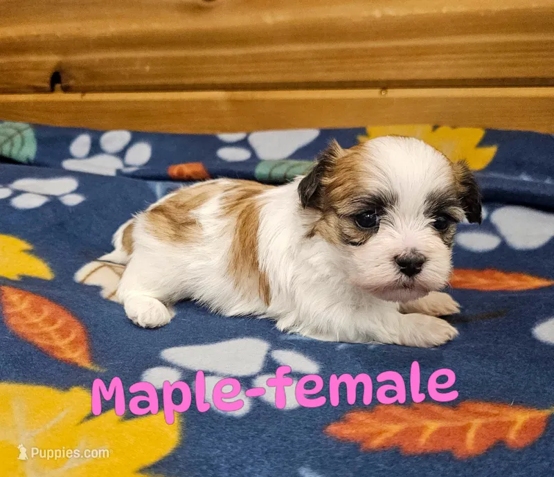 Maple – Shichon puppy for sale in Rock Valley, IA