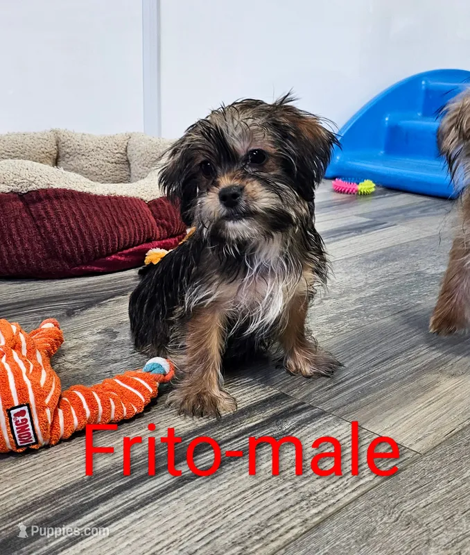 Frito – Shorkie puppy for sale in Rock Valley, IA