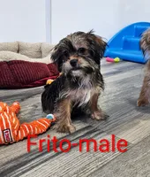 Frito, a male Shorkie for sale in Rock Valley, IA – 2 of 7