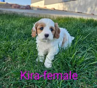 Kira, a female Cavapoo for sale in Rock Valley, IA – 4 of 6
