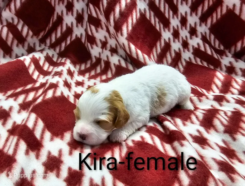 Kira – Cavapoo puppy for sale in Rock Valley, IA
