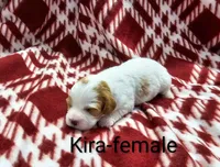 Kira, a female Cavapoo for sale in Rock Valley, IA – 6 of 6