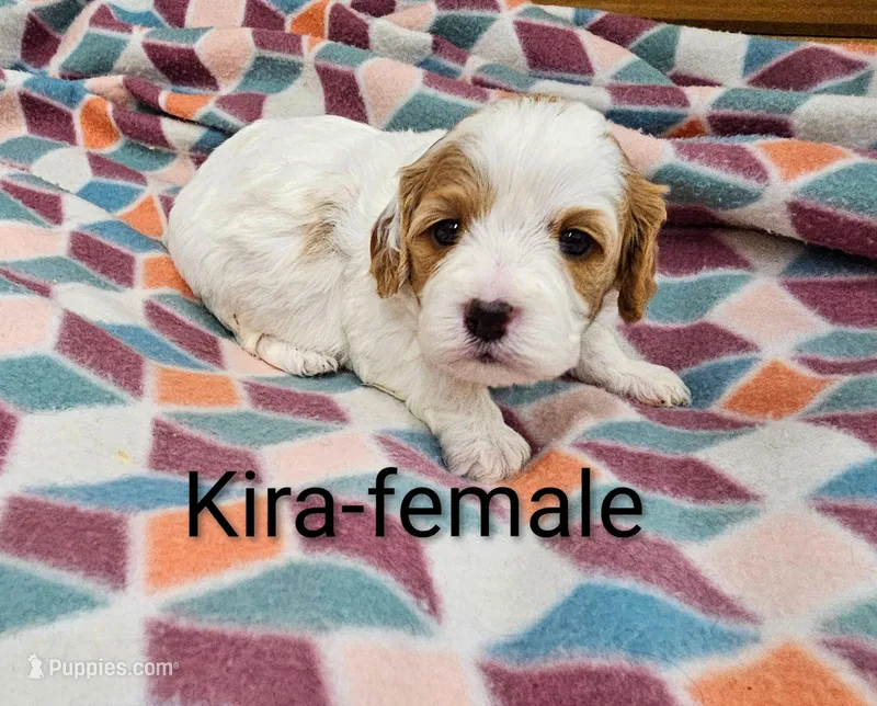 Kira – Cavapoo puppy for sale in Rock Valley, IA