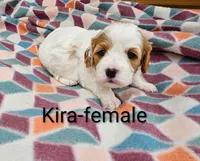 Kira, a female Cavapoo for sale in Rock Valley, IA – 5 of 6