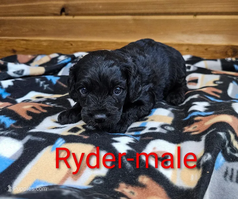 Ryder – Cavapoo puppy for sale in Rock Valley, IA