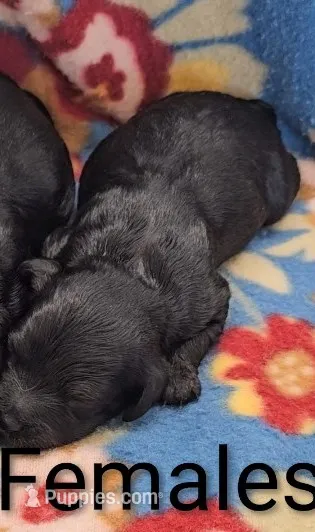 Truffles – Cavapoo puppy for sale in Rock Valley, IA