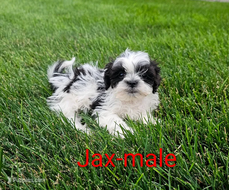 Jax – Shihpoo puppy for sale in Rock Valley, IA