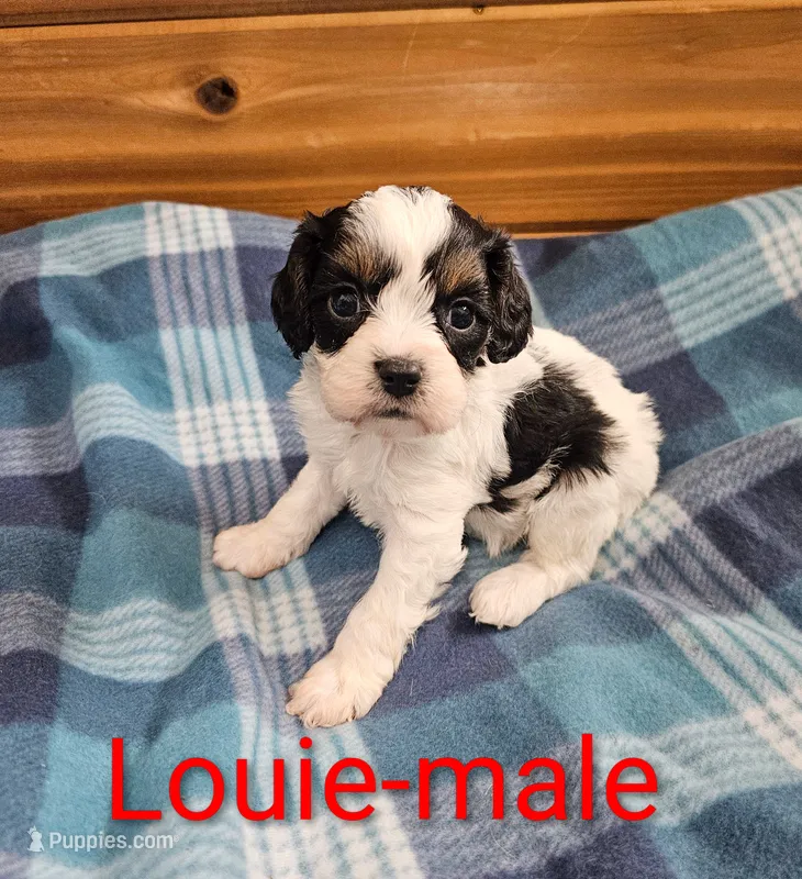 Louie – Cavapoo puppy for sale in Rock Valley, IA
