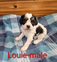 Louie, a male Cavapoo for sale in Rock Valley, IA – 3 of 4