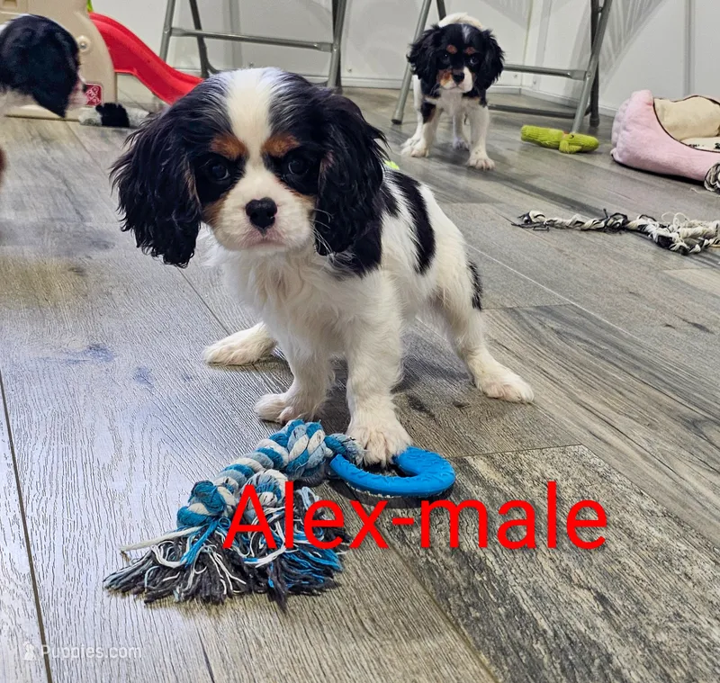 Alex – Cavalier King Charles Spaniel puppy for sale in Rock Valley, IA