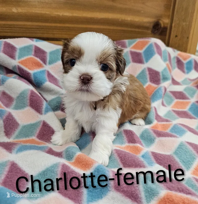 Charlotte  – Shih Tzu puppy for sale in Rock Valley, IA