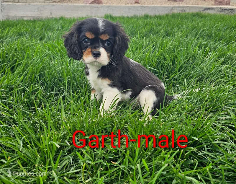 Garth – Cavalier King Charles Spaniel puppy for sale in Rock Valley, IA