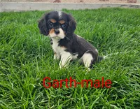 Garth, a male Cavalier King Charles Spaniel for sale in Rock Valley, IA – 1 of 4