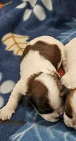 Mika, a female Shihpoo for sale in Rock Valley, IA – 1 of 1