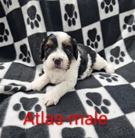 Atlas , a male Cavapoo for sale in Rock Valley, IA – 1 of 1
