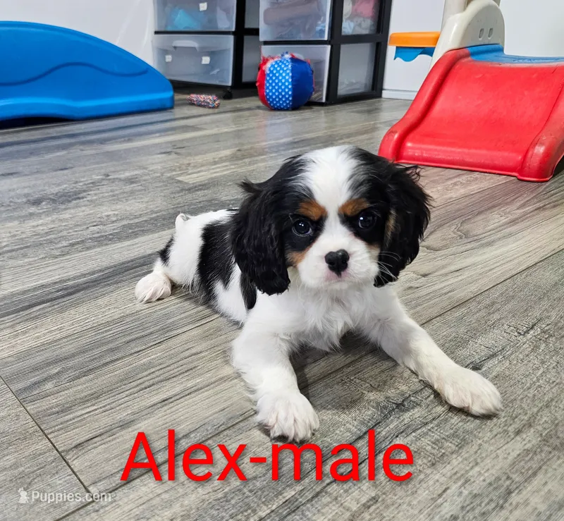 Alex – Cavalier King Charles Spaniel puppy for sale in Rock Valley, IA