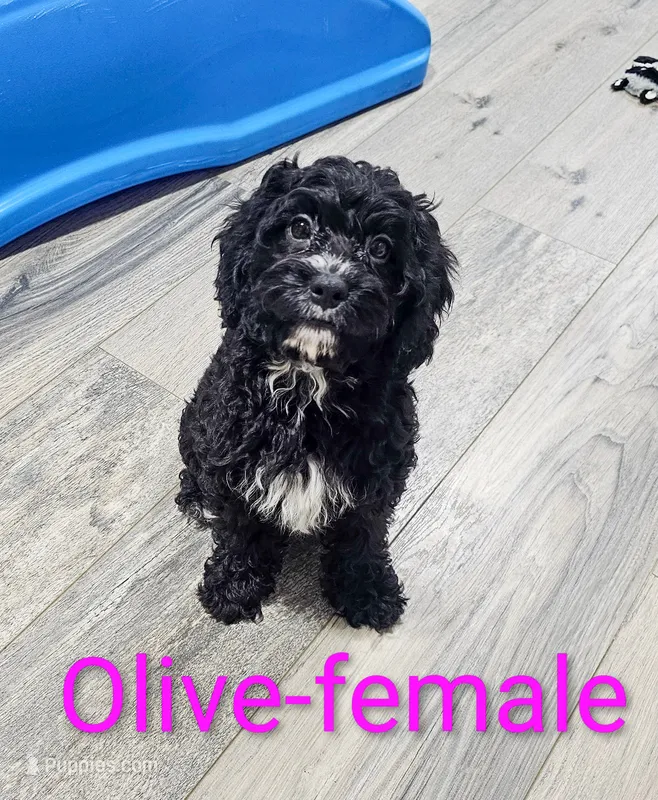 Olive – Cavapoo puppy for sale in Rock Valley, IA