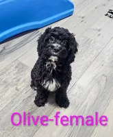Olive, a female Cavapoo for sale in Rock Valley, IA – 1 of 6
