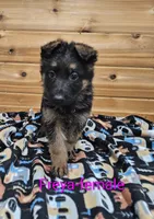 Freya, a female German Shepherd Dog for sale in Rock Valley, IA – Photo 3 of 4