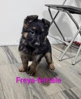 Freya, a female German Shepherd Dog for sale in Rock Valley, IA – Photo 2 of 4