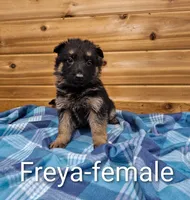 Freya, a female German Shepherd Dog for sale in Rock Valley, IA – Photo 4 of 4