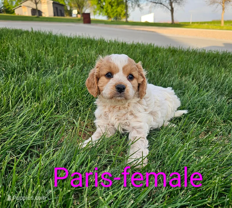 Paris – Cavapoo puppy for sale in Rock Valley, IA