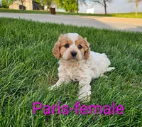 Paris, a female Cavapoo for sale in Rock Valley, IA – 2 of 2