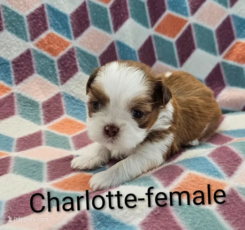 Charlotte  – Shih Tzu puppy for sale in Rock Valley, IA