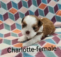 Charlotte , a female Shih Tzu for sale in Rock Valley, IA – 1 of 2