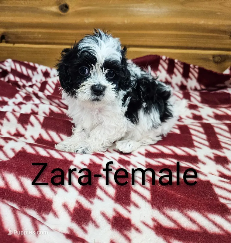 Zara – Shihpoo puppy for sale in Rock Valley, IA