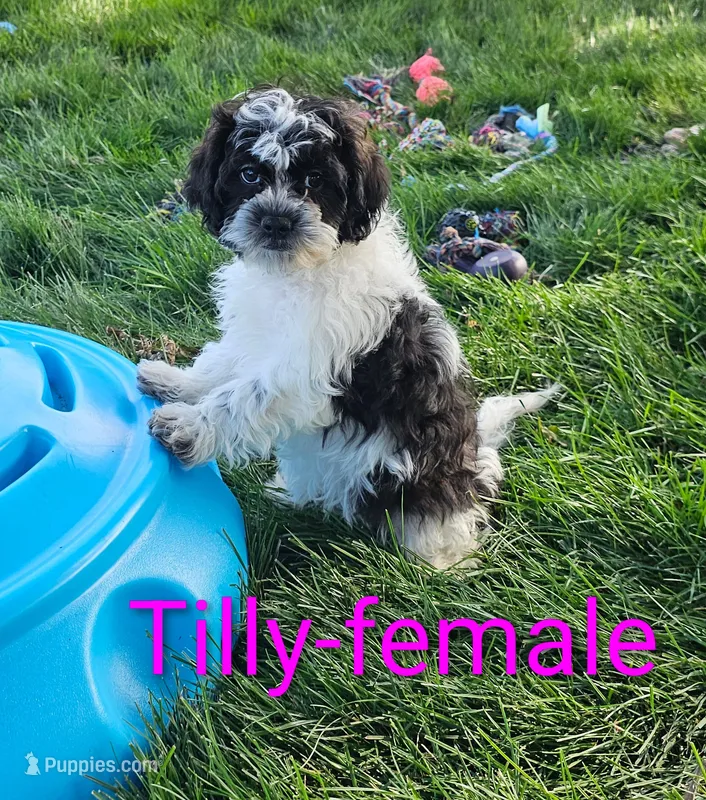 Tilly – Shihpoo puppy for sale in Rock Valley, IA