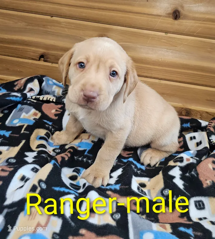Ranger – Labrador Retriever puppy for sale in Rock Valley, IA
