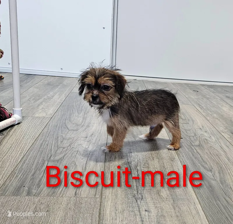 Biscuit – Shorkie puppy for sale in Rock Valley, IA