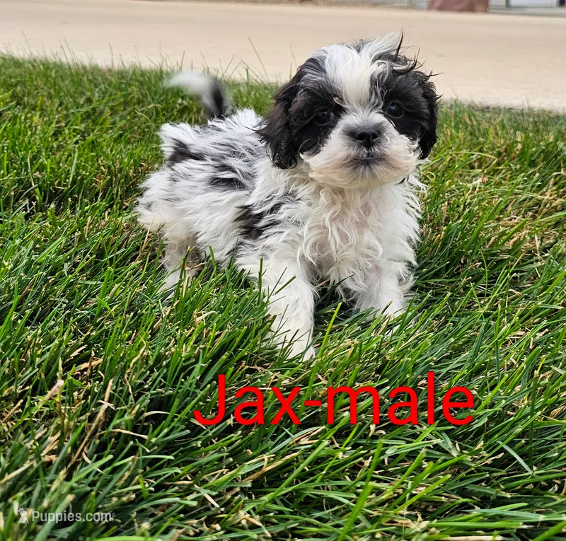 Jax – Shihpoo puppy for sale in Rock Valley, IA