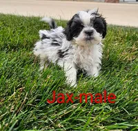 Jax, a male Shihpoo for sale in Rock Valley, IA – 1 of 1